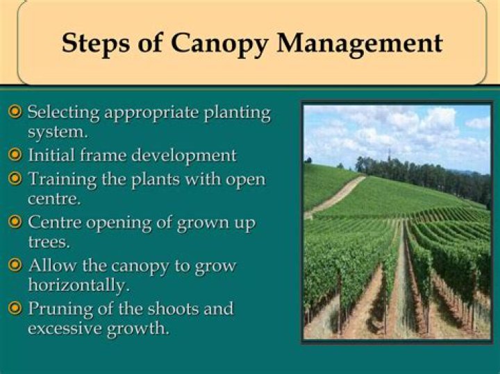 Canopy Management of Fruit Crops: Expert PDF Guide