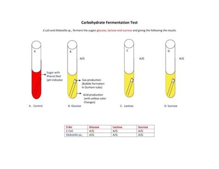Carbohydrate Fermentation Test PDF: Essential Lab Guide