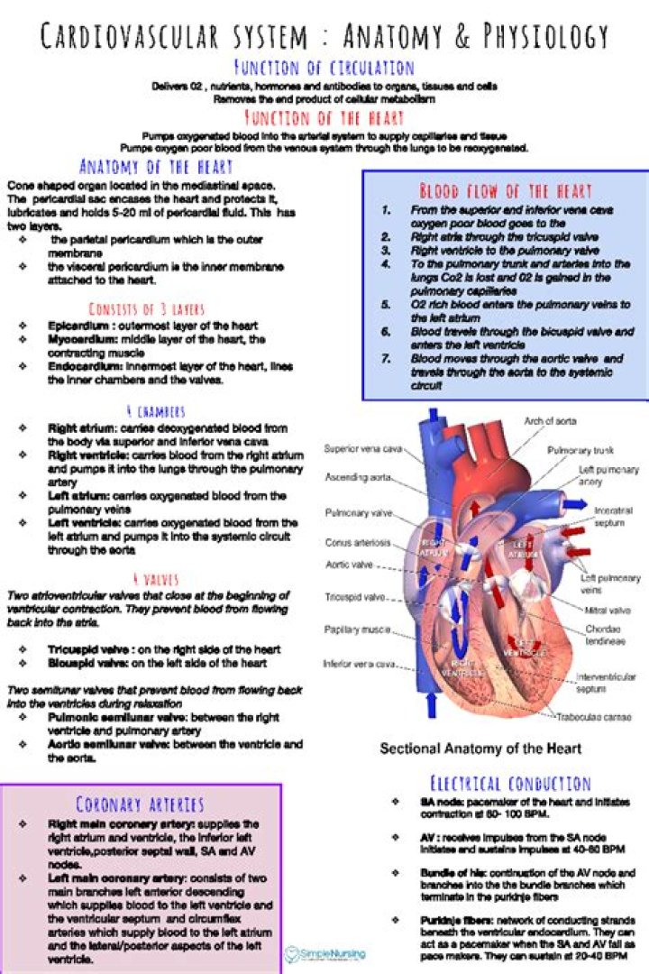 Cardiovascular System Cheat Sheet PDF – Quick Study Guide