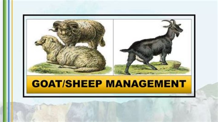 Care and Management of Goat PDF: Essential Guide for Farmers