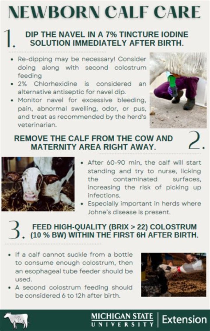 Essential Care and Management of Newborn Calf PDF Guide