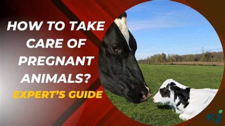 Essential Care and Management of Pregnant Animals: Expert PDF Guide