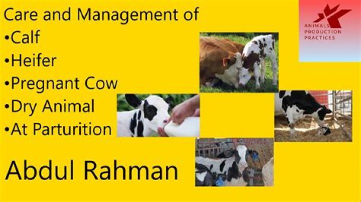 Essential Care and Management of Pregnant Cow PDF Guide