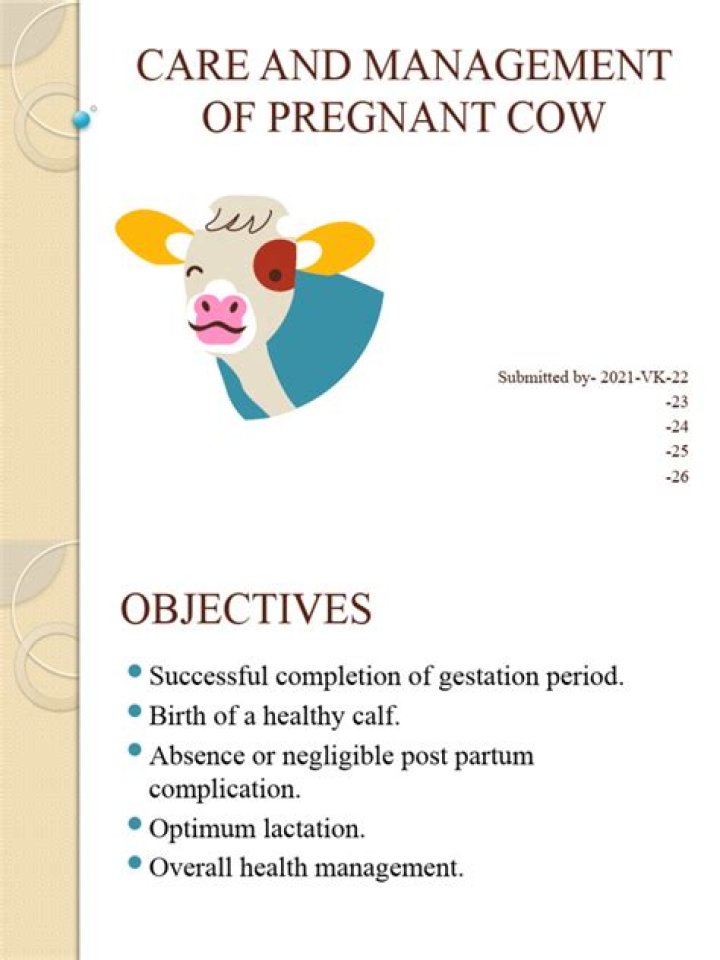 Care and Management of Pregnant Cows: Essential PDF Guide