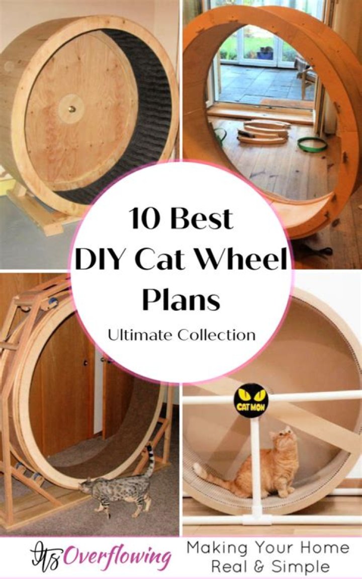 Free Cat Wheel Plans PDF: Build Custom Cat Fitness Gear