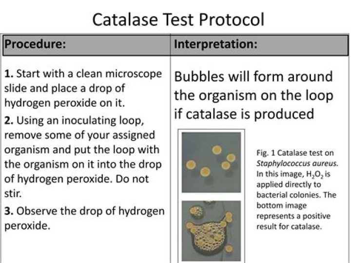 Catalase Test Procedure PDF: Step-by-Step Laboratory Guide