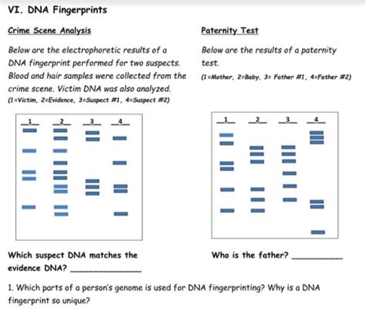 Catching Killers DNA Profiling Answer Key PDF – Complete Guide