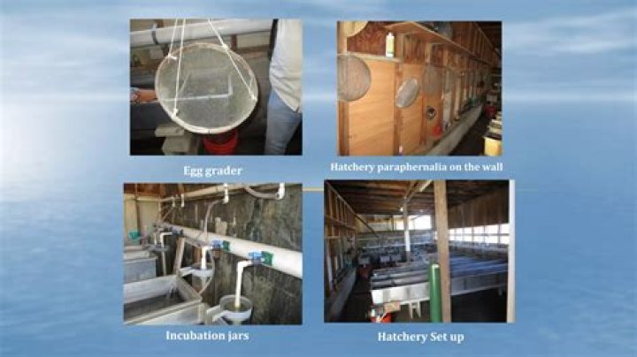 Comprehensive Guide to Catfish Fry and Fingerling Production PDF
