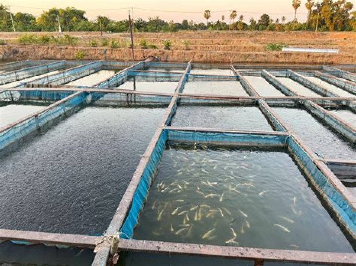 Expert Catfish Hatchery Management PDF Guide