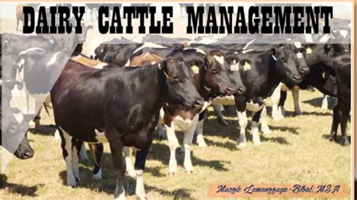 Essential Cattle Management Book PDF for Farmers and Ranchers