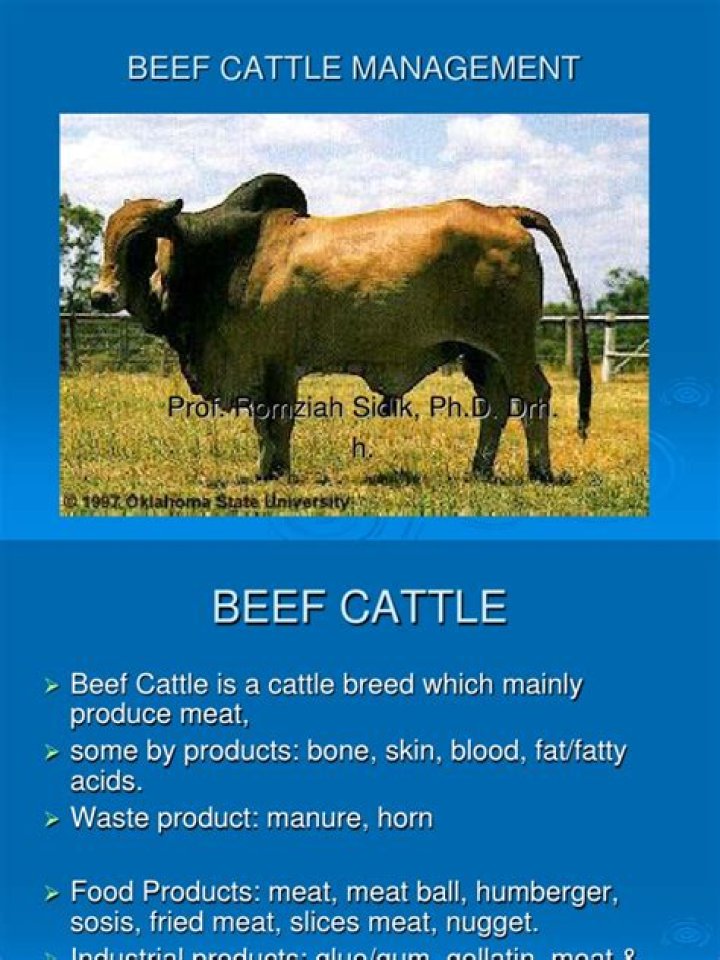 Essential Cattle Management Practices PDF: Expert Guide for Farmers