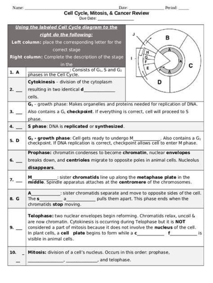 Cell Cycle, Mitosis, and Cancer Review Answer Key PDF