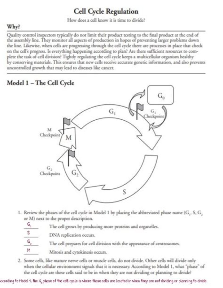 Comprehensive Cell Cycle Regulation PDF Answers: Expert Guide