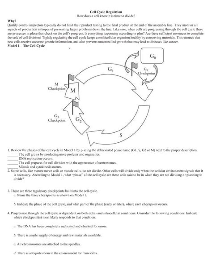 Cell Cycle Regulation Answers from Pogil PDF – Clear Explanations