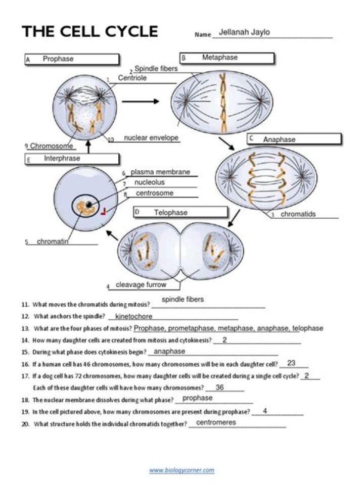 Cell Cycle Worksheet PDF – Free Printable Study Guide