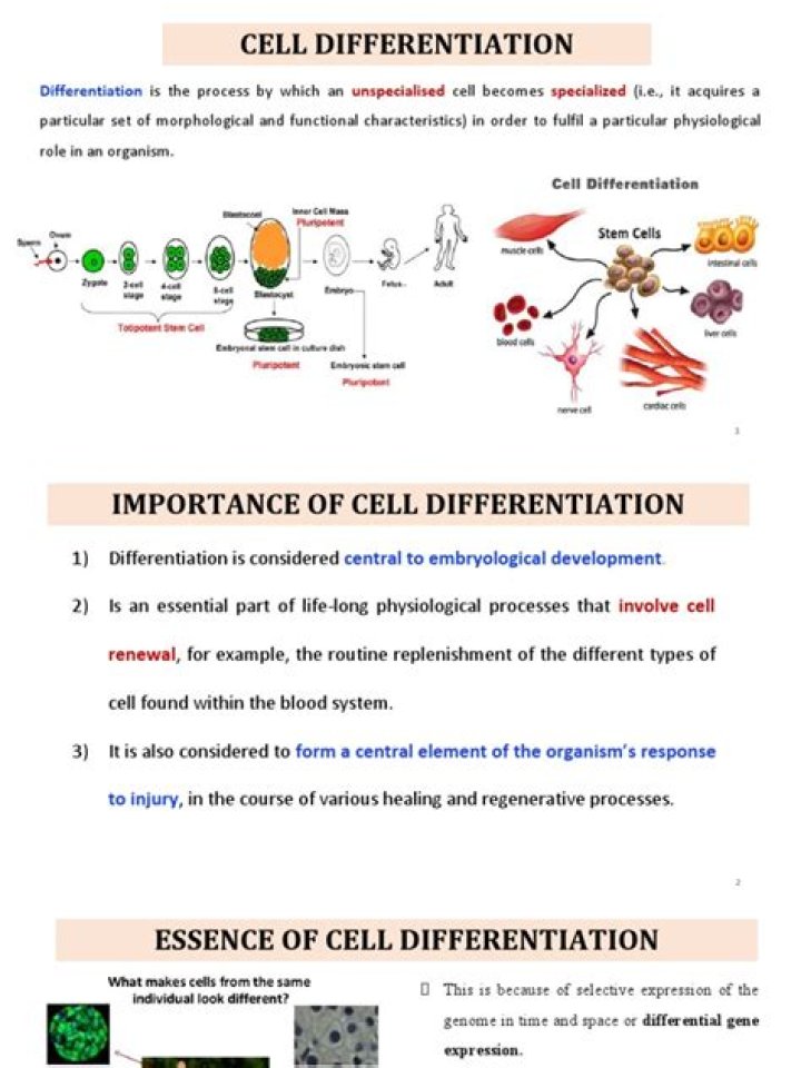 Cell Differentiation Worksheet PDF – Learn How Cells Specialize | Free Printable