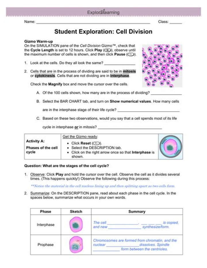 Cell Division Gizmo Answer Key PDF – Master Biological Processes