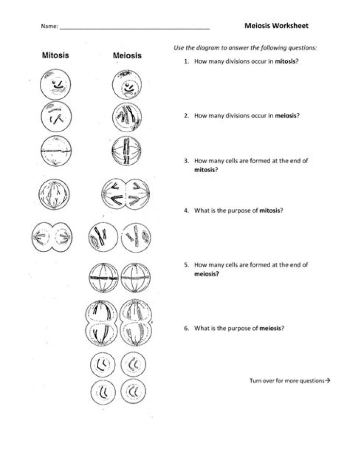 Cell Division Mitosis and Meiosis PDF Answer Key Study Guide