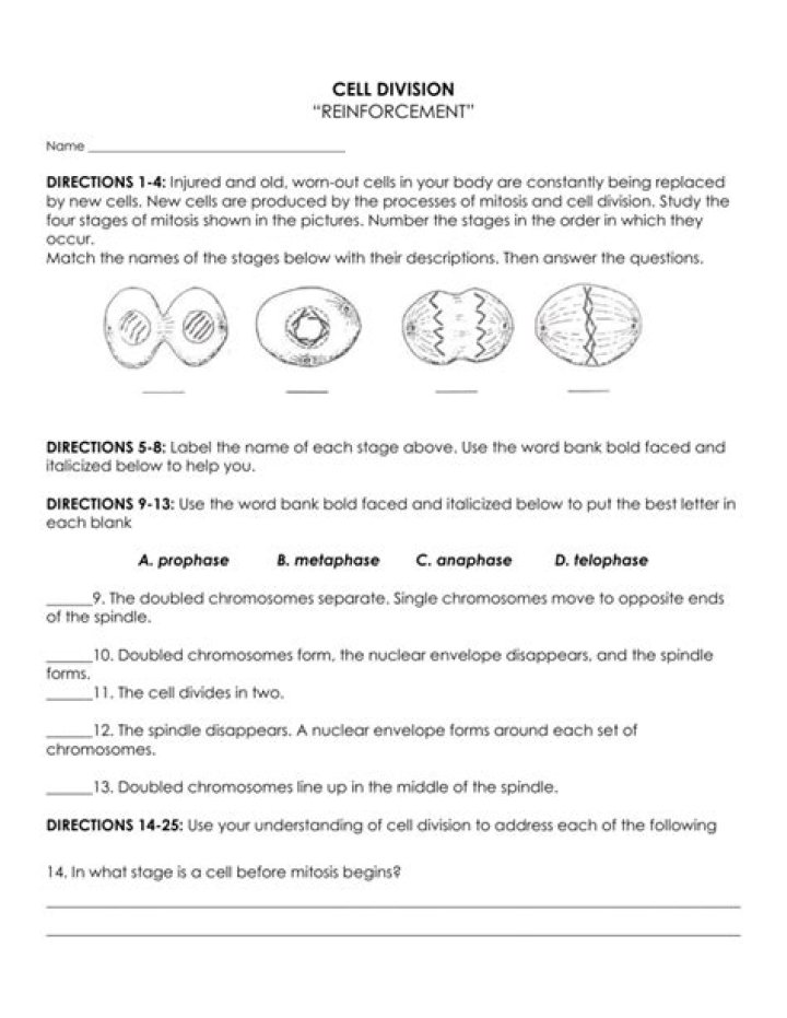 Cell Division Reinforcement Worksheet Answer Key PDF Download