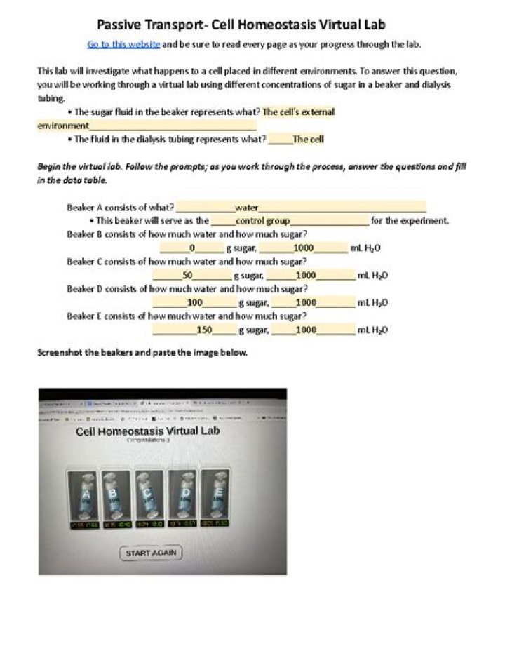 Cell Homeostasis Virtual Lab Worksheet Answers PDF – Instant Study Guide