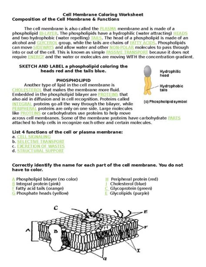 Cell Membrane Questions and Answers PDF: Expert Guide