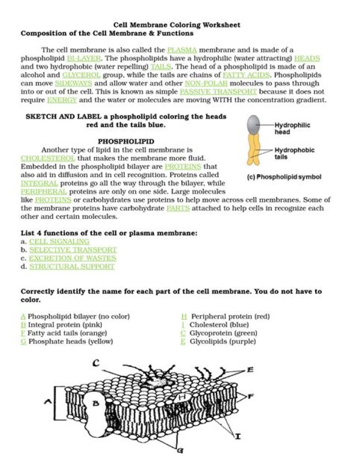 Cell Membrane Worksheet PDF: Detailed Biology Study Guide