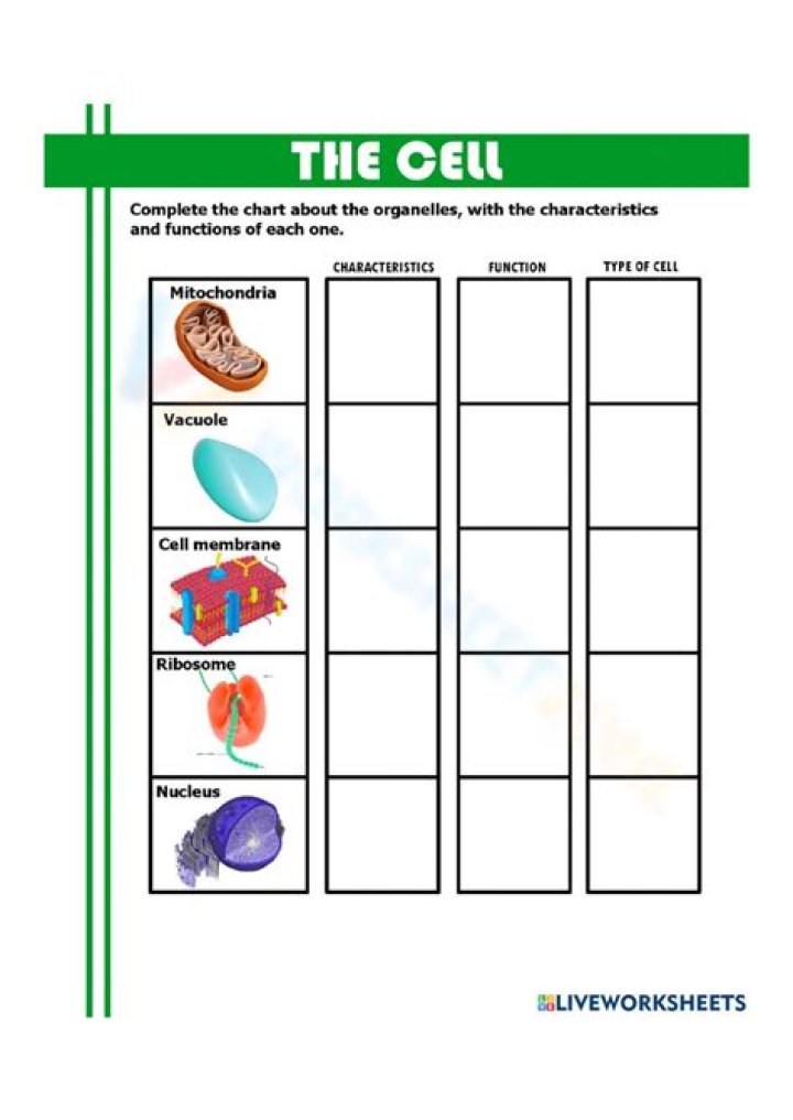 Cell Organelle Test PDF: Detailed Guide & Downloadable Reports