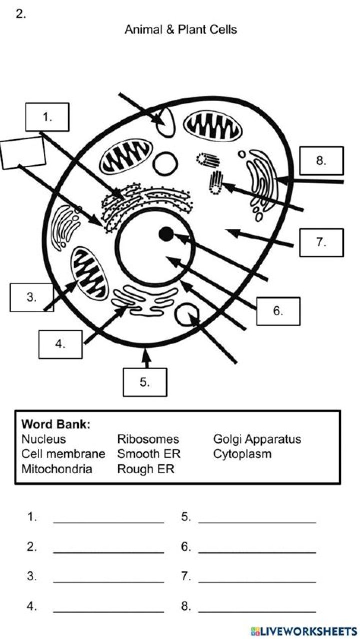 Cell Organelle Worksheet PDF: Free Printable Study Guide