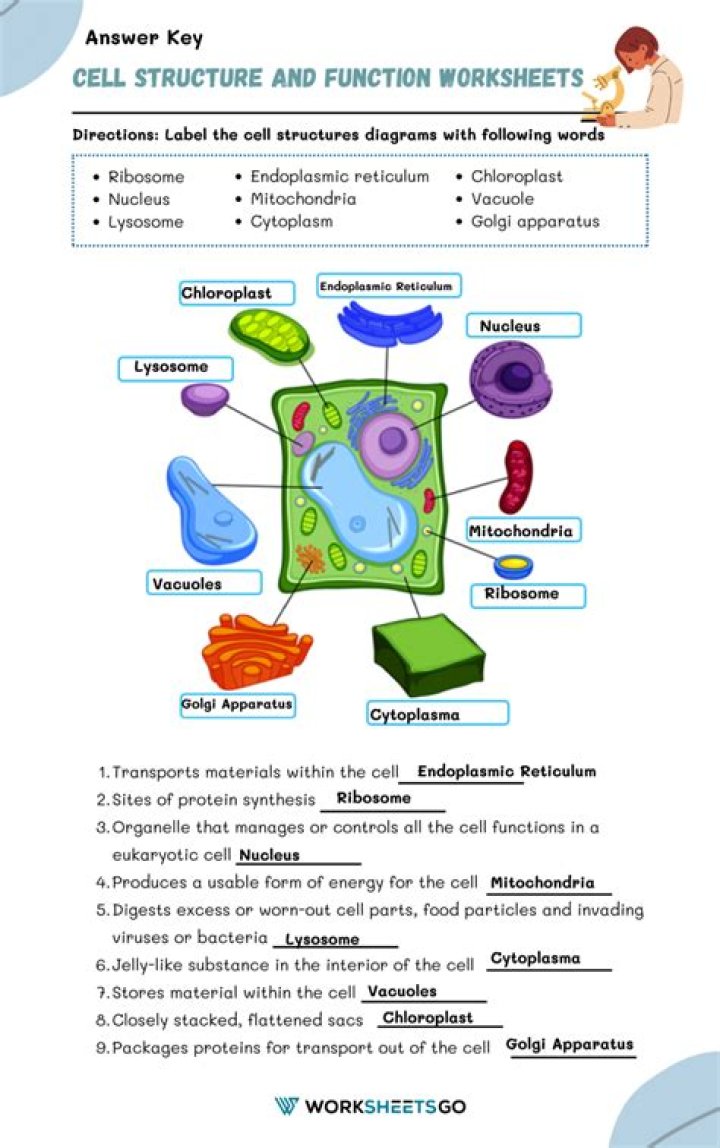 Cell Organelles and Their Functions Worksheet Answers PDF – Instant Download