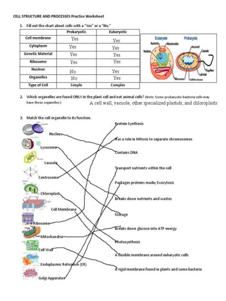 Free Cell Organelles and Their Functions Worksheet PDF for Students