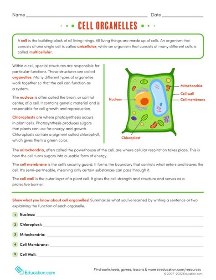 Cell Organelles Questions & Answers PDF: Expert Study Guide