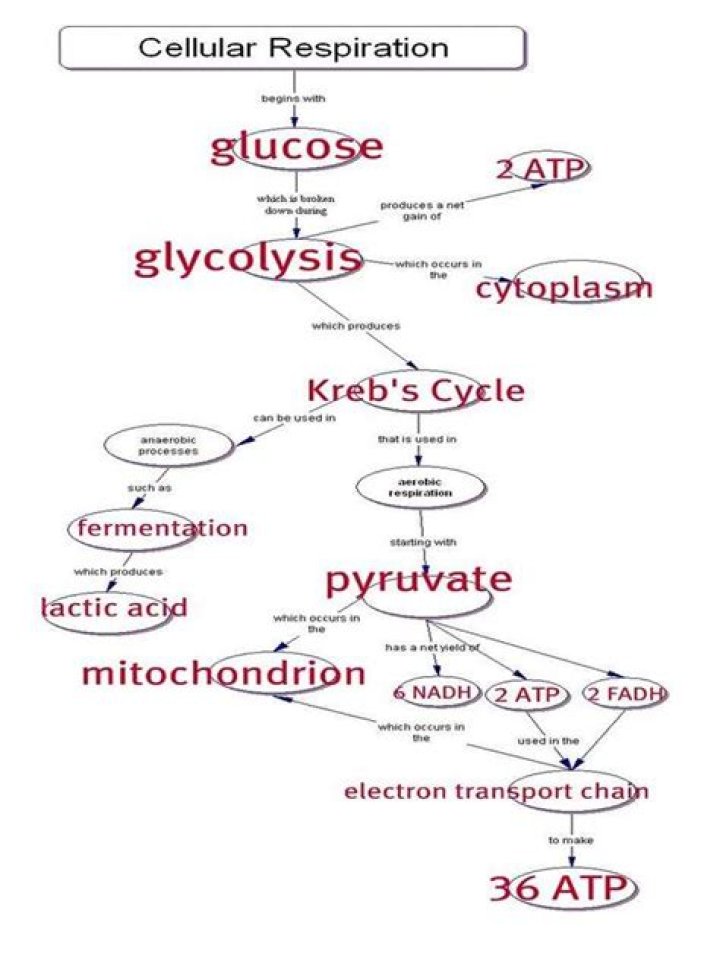 Cell Respiration Gizmo Answer Key PDF: Step-by-Step Guide