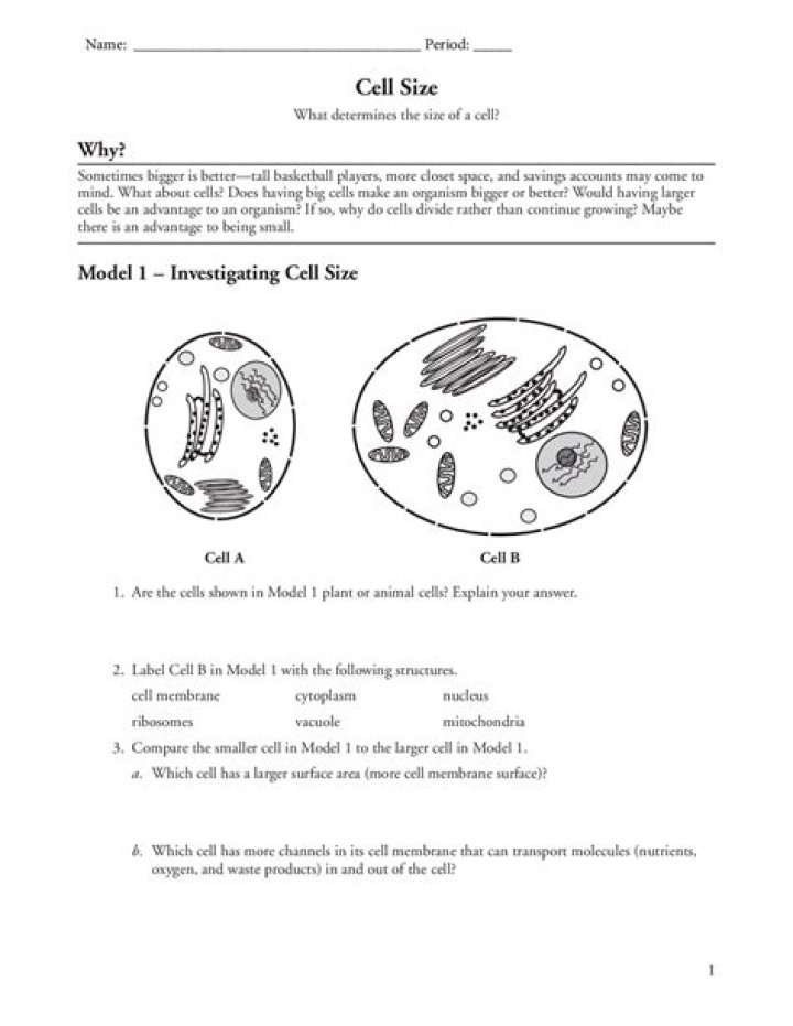Cell Size Worksheet PDF – Printable Practice for Biology Students