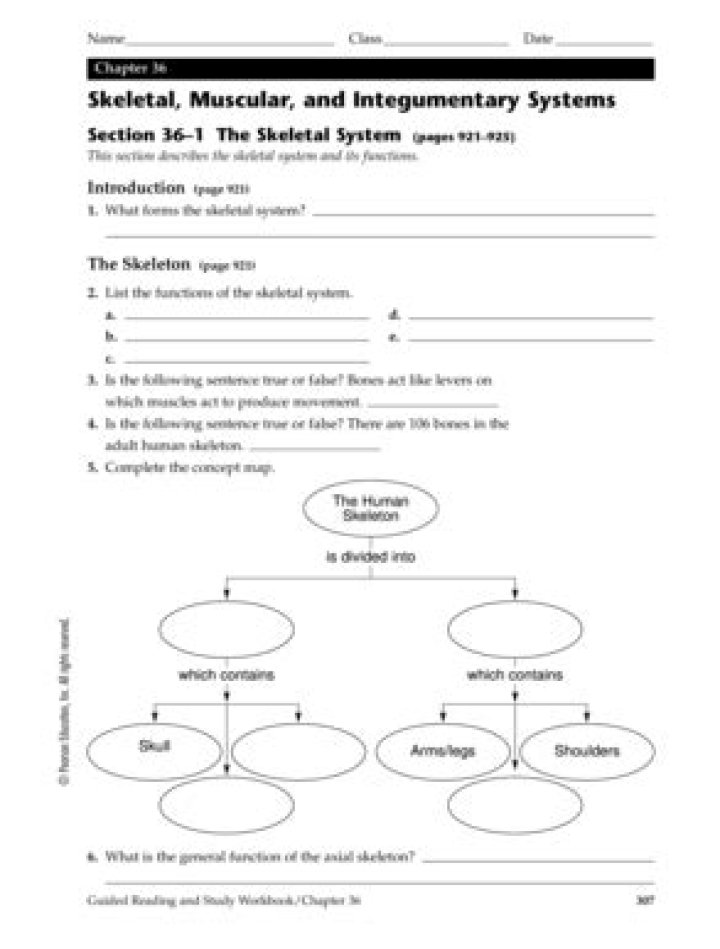 Skeletal Muscular and Integumentary Systems Answer Key Chapter 36 PDF