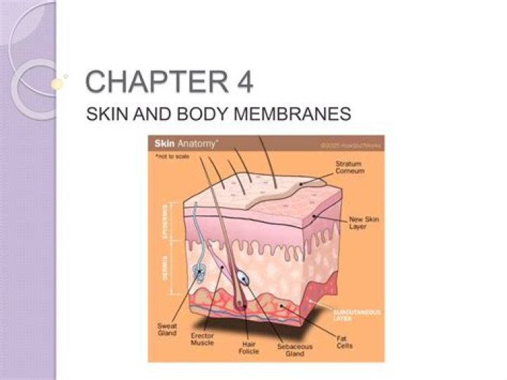 Chapter 4: Skin & Body Membranes Answer Key PDF – Essential Study Resource
