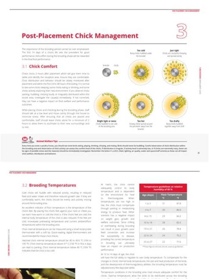 Essential Chick Management PDF: Expert Guide for Healthy Flocks