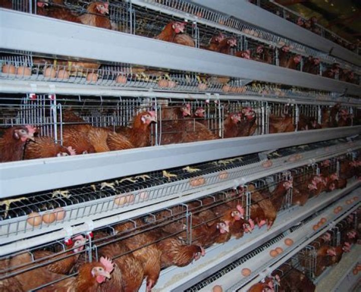 Chicken Layers Business Plan PDF: Launch Your Profitable Layer Farm