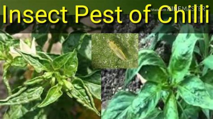 Effective Chilli Insect Pest Management: Download the Essential PDF Guide