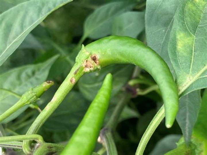 Chilli Pest and Diseases Management PDF: Expert Control & Prevention Guide