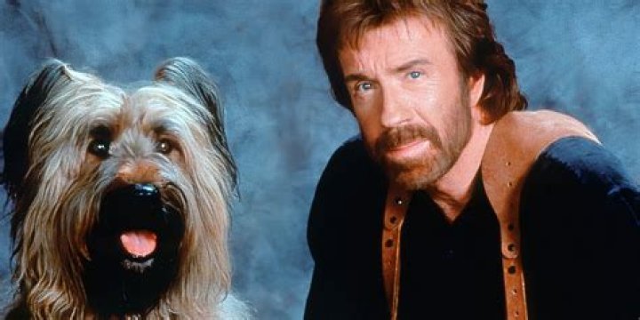 Chuck Norris Turns 80 &mdash; Glimpse at Action Movie Star's Five Decades in