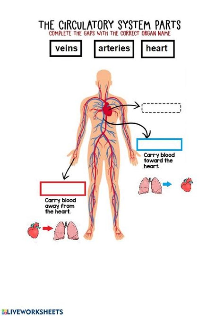 Circulatory System Coloring Worksheet PDF – Learn Anatomy with Fun Coloring