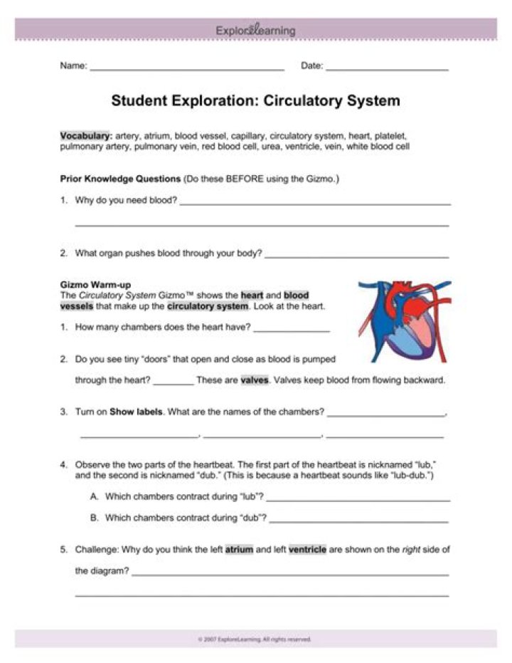 Circulatory System Gizmo Answers PDF: Expert Guide to Function & Health
