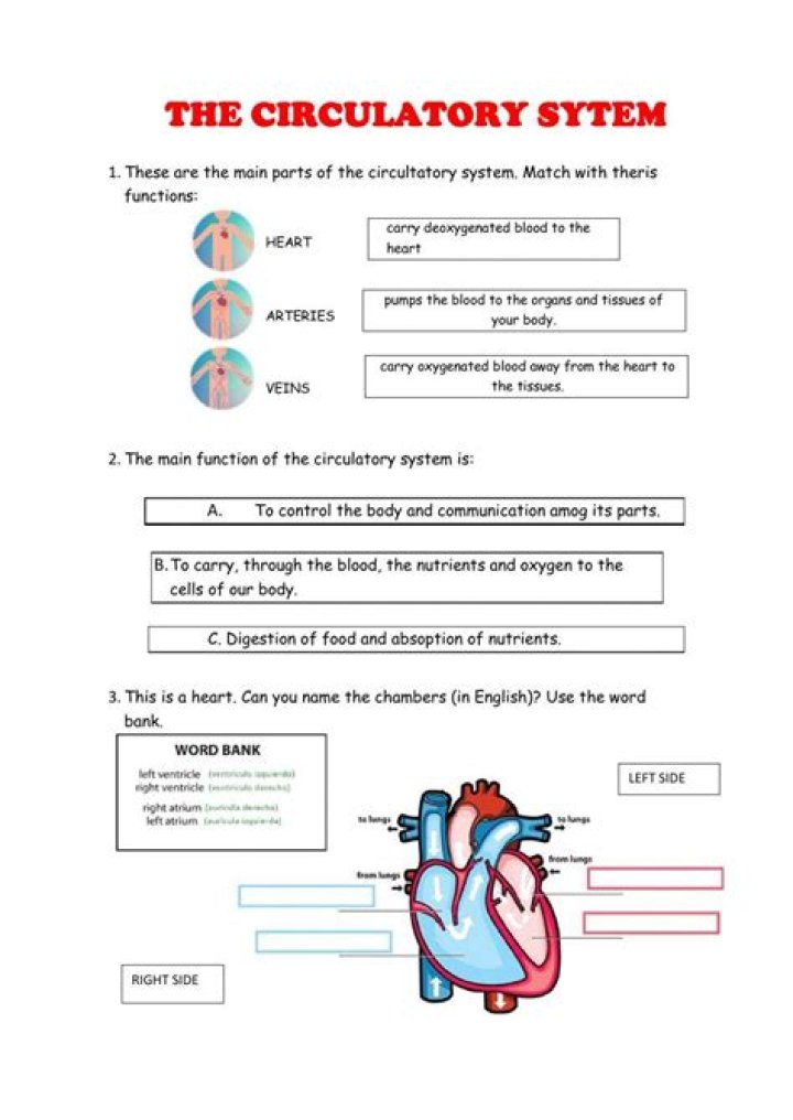 Circulatory System Test PDF: Essential Diagnostic Guide