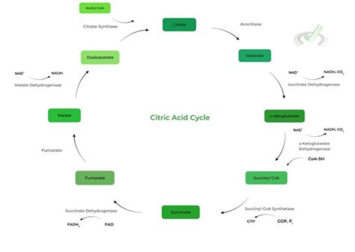 Citric Acid Cycle Questions & Answers PDF: Expert Study Guide