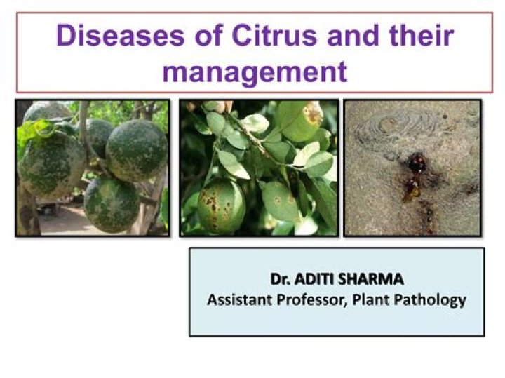Citrus Diseases and Their Management: Expert PDF Guide