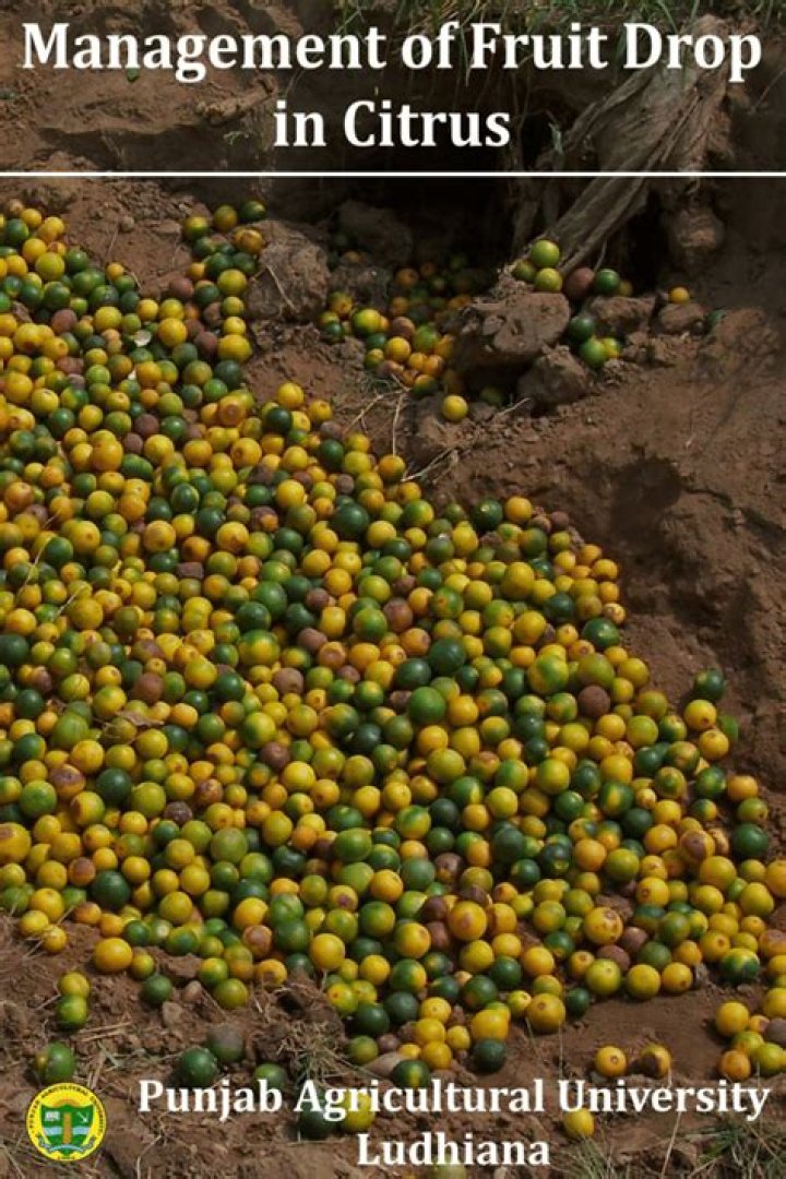 Citrus Management PDF: Expert Guide for Optimal Citrus Cultivation