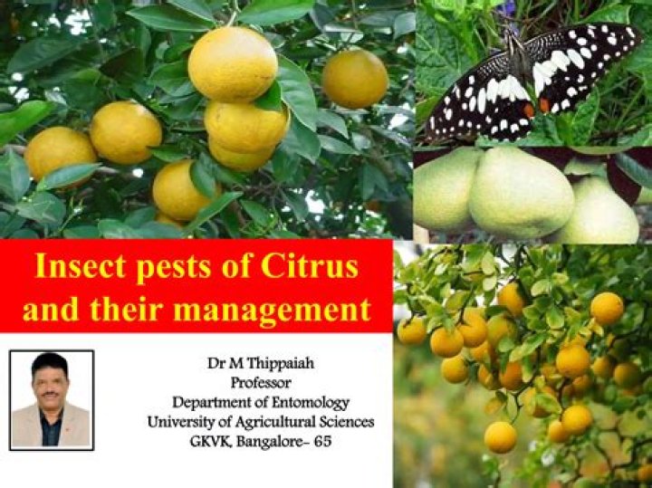 Effective Citrus Pest Management PDF: Expert Guide