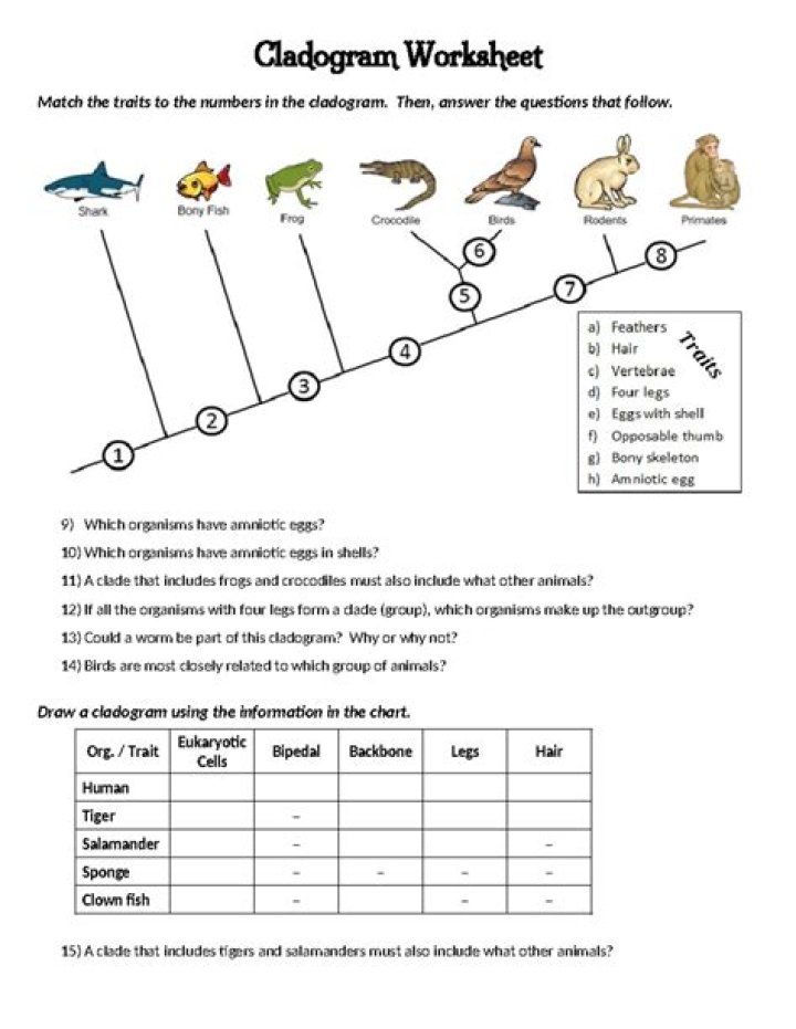 Cladogram Analysis Worksheet PDF Answers for Biology Students