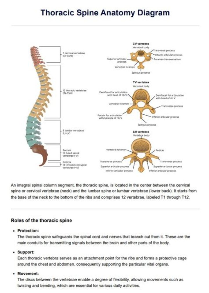 Clinical Anatomy and Evidence-Based Management of Thoracic Spine Pain PDF Guide