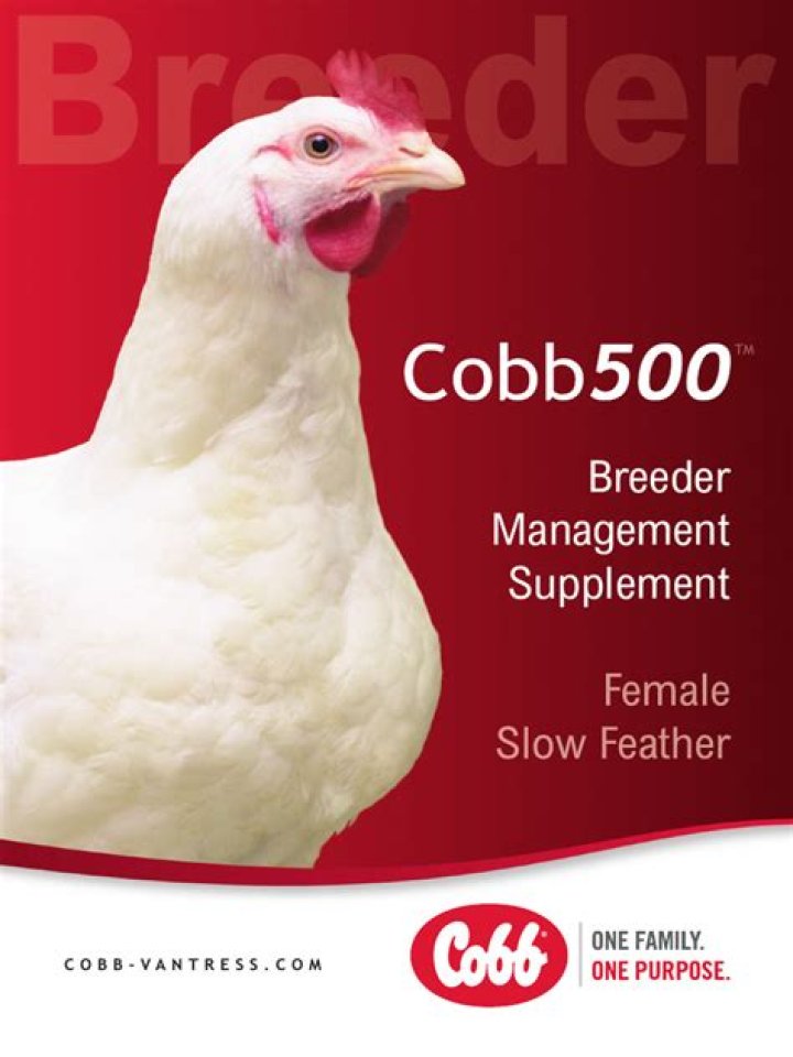 Cobb 500 Breeder Management Guide PDF: Complete Breeding Optimization Guide